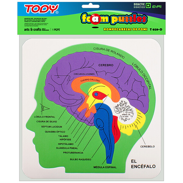 FOMI T029-D DIDACTICO ENCEFALO