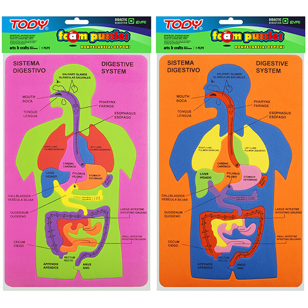 FOMI T030-D DIDACTICO SISTEMA DIGESTIVO